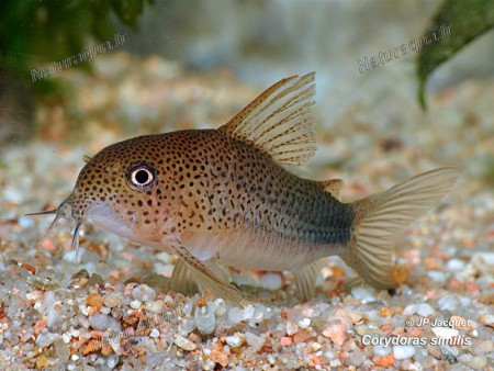 Corydora Similis